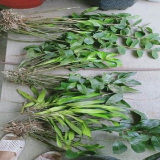 Hoa lan kiều vuông( cây đẹp,tết cho hoa)+ 700g phân thỏ hữu cơ