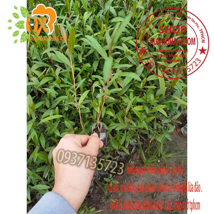 TRÀM ÚC CÂY GIỐNG