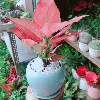 Chậu Vạn Lộc Hồng