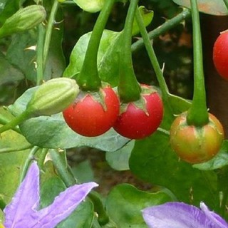 Hạt giống cà gai leo gói 0,2 gram xuất xứ Việt Nam