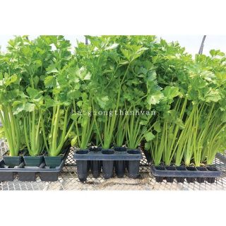HẠT GIỐNG CẦN TÂY F1