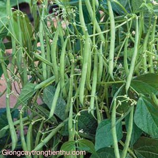 Hạt giống đậu cô ve bụi nhập khẩu- chuyên dụng.