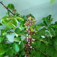 Cây 🌲 Khế ngọt.... thái ...1m5 đang trái