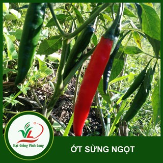 Hạt giống  Ớt sừng ngọt (hạt tự thu) - 15 hạt