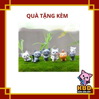 Mèo khó tính nhăn nhó