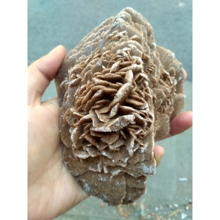 01 pc Raw Desert Rose Stone Selenite Đá Thô Hoa Hồng Sa Mạc