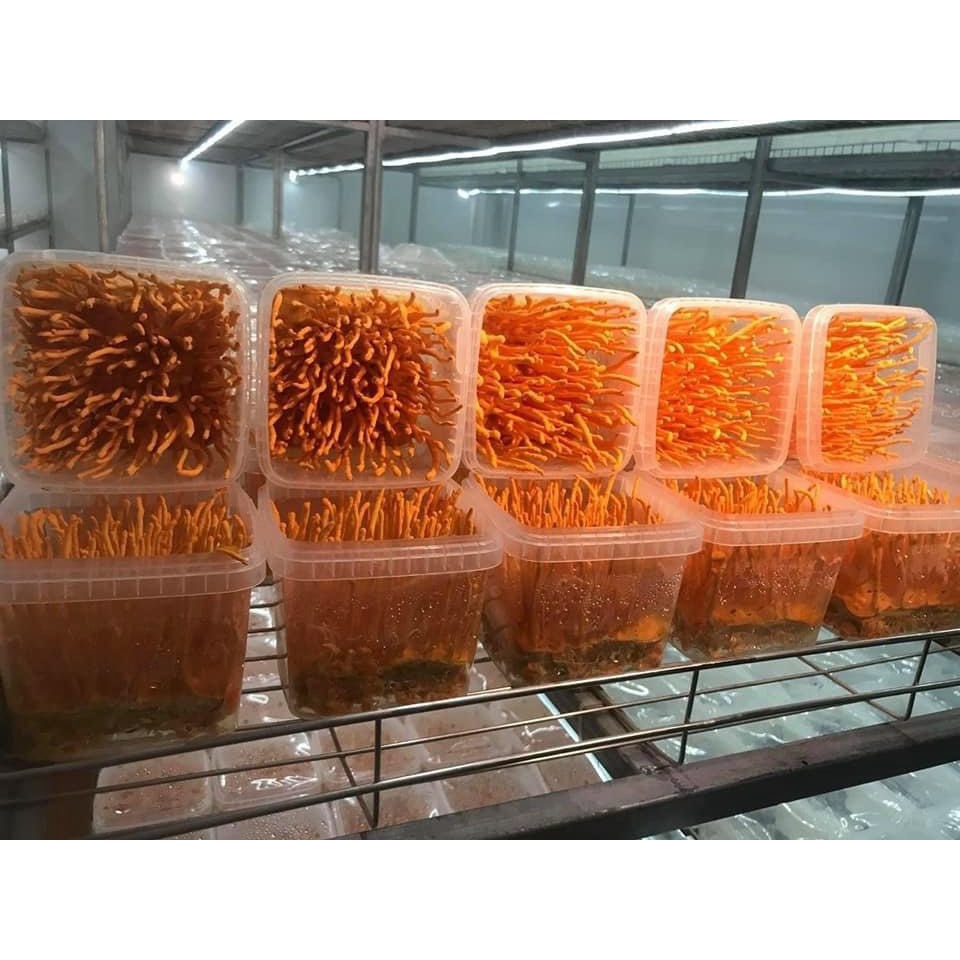 Đông Trùng Hạ Thảo Tươi Hoàng Gia - Hộp 180g | BigBuy360 - bigbuy360.vn