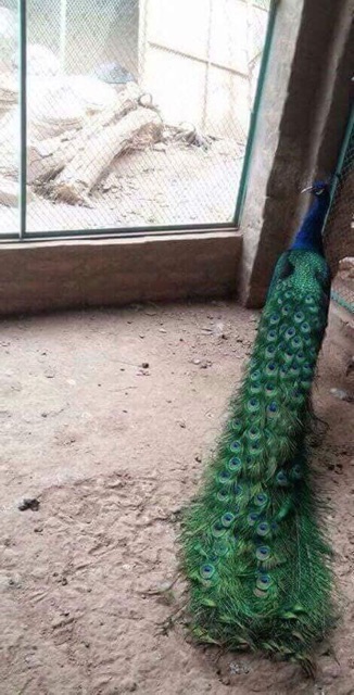 Combo 100c lông công 80-90cm loại ĐẸP cho khách sỉ | BigBuy360 - bigbuy360.vn