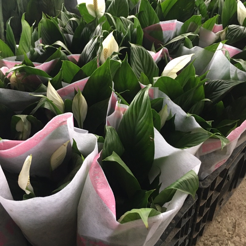 Cây Hoa Lan Ý Để Bàn,Bụi To Đã Có Hoa