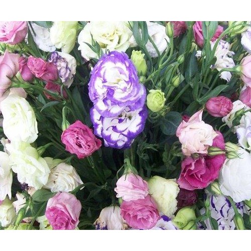 Hạt giống hoa cát tường Mix nhiều màu