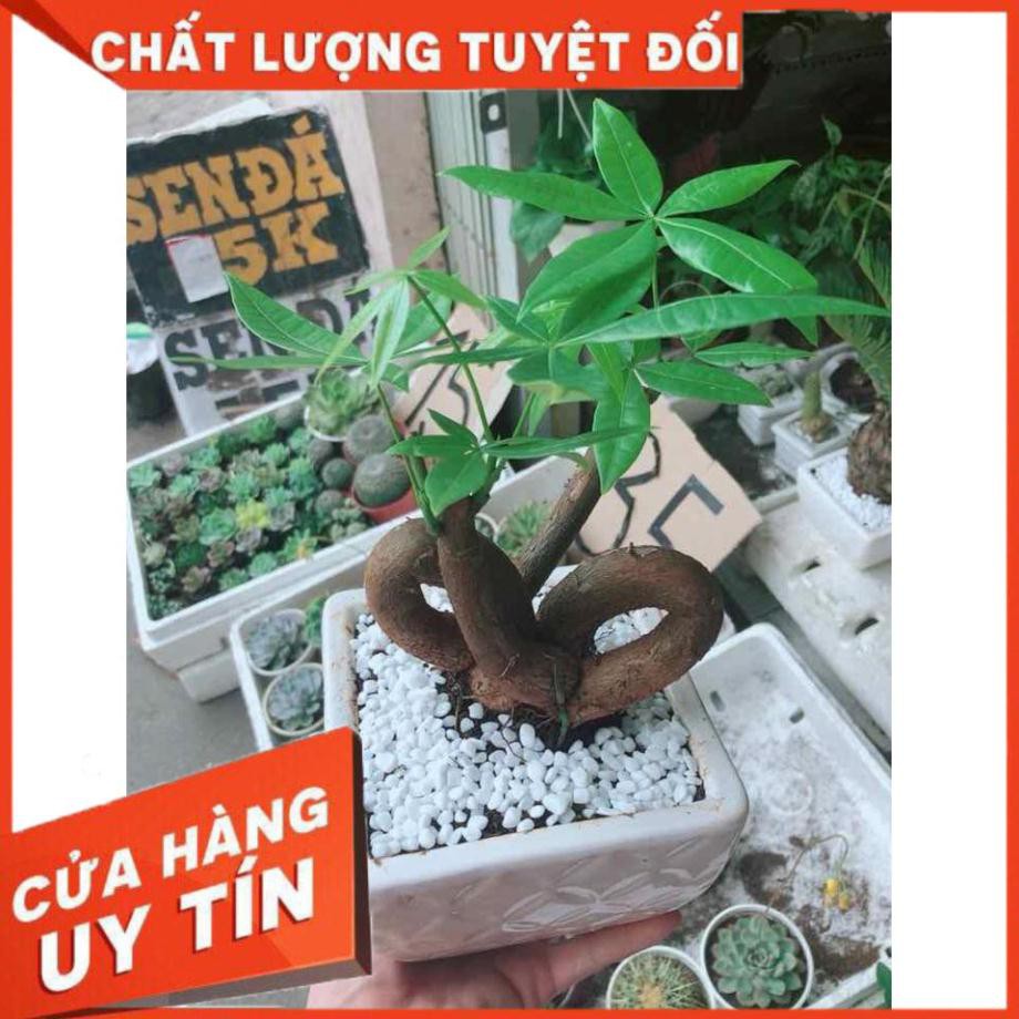 Chậu kim ngân nơ Nhiều Người Mua