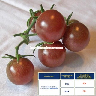 5H - HẠT GIỐNG CÀ CHUA CHOCOLA