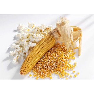 Ngô nổ bỏng (popcorn) hữu cơ EDISON