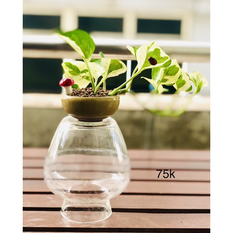 Chậu ngọc trầu bà sữa bonsai mini