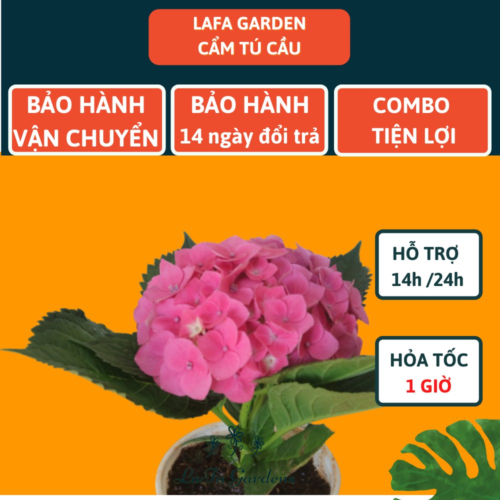 Cây cẩm tú cầu Nhật, kích thước ( 35-50cm) có bầu đất khỏe mạnh, giống chịu nhiệt ra hoa đẹp, sản xuất Lafa Garden