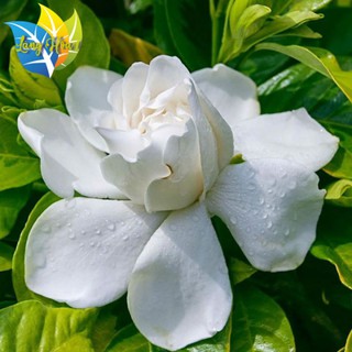 Cây bạch thiên hương | cây to đang chuẩn bị cho hoa | cây trang trí