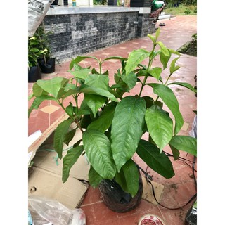 (1 chậu) Cây bông trang mỹ cam vàng ( hoa mẫu đơn )