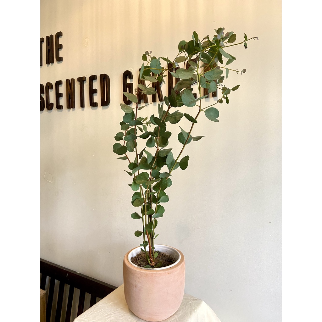 Cây Khuynh diệp Lá tim - EUCALYPTUS HEART-LEAF