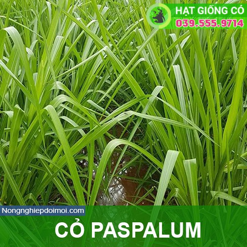 Hạt giống cỏ Ubon Paspalum - Cỏ xả chịu ngập - gói 200g