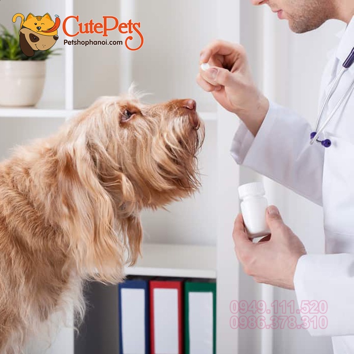 Viên nén hỗ trợ đường ruột cho chó mèo tây zun san - CutePets