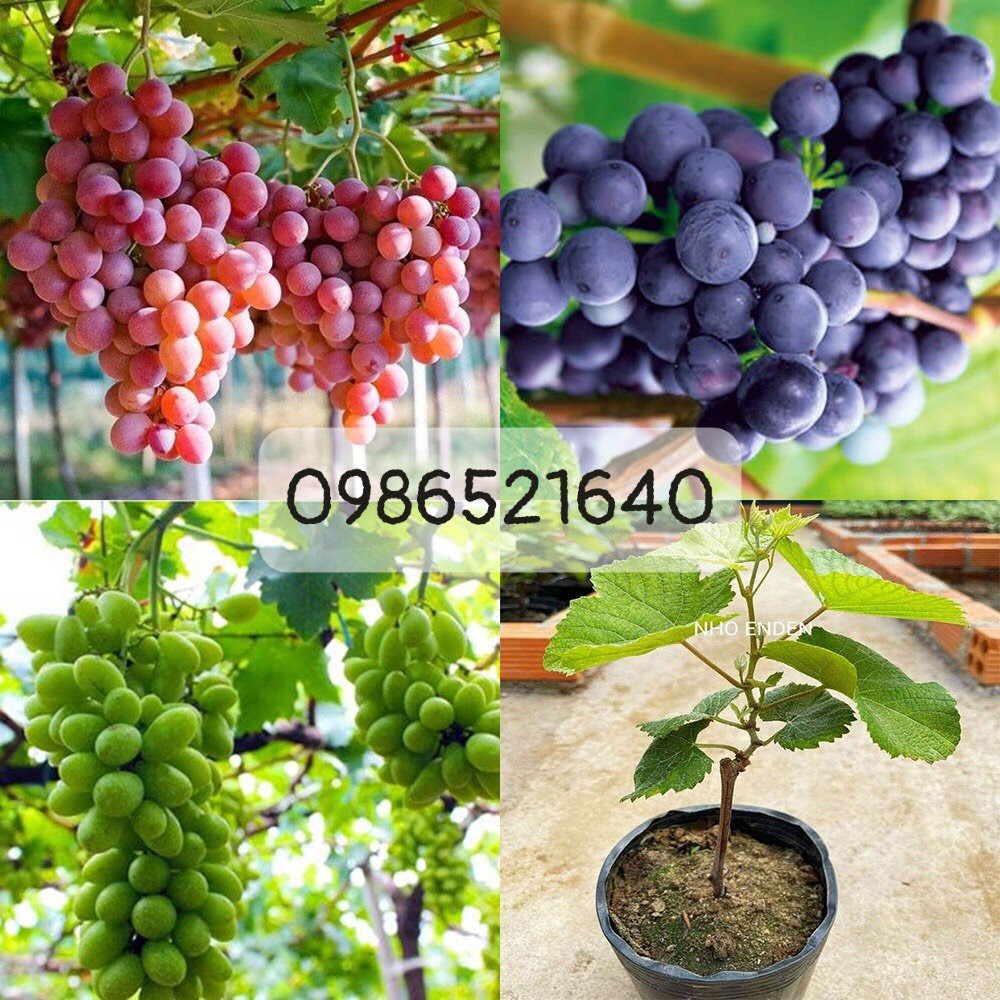1 Cây Nho Ninh Thuận