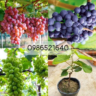 1 cây nho ninh thuận