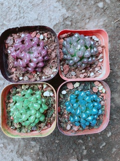 Kim Cương (copi) 55k/cây