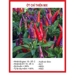 [GIÁ GỐC] Hạt giống ớt chỉ thiên nhiều màu - 10 hạt