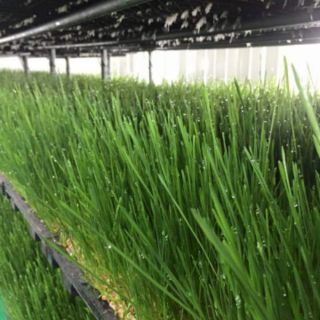 Hạt giống mầm lúa mạch,lúa mì gói 20gr