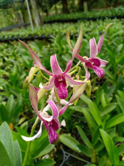 Denro nắng thỏ đỏ Kiên Giang