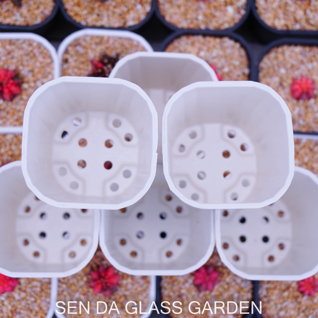 Chậu nhựa vuông TRẮNG, GLASS GARDEN trồng sen đá, xương rồng cực đẹp, thoát nước tốt