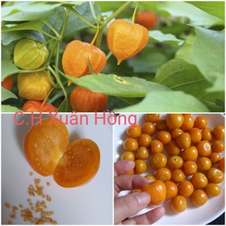 Hạt giống cây tầm bóp 25 hạt.