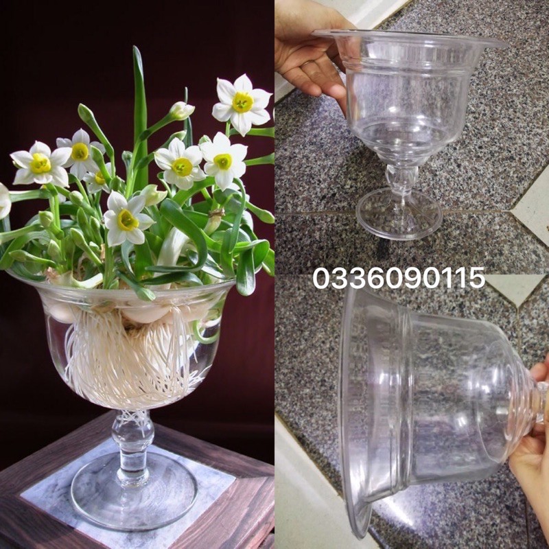 Ly nhựa đẹp trồng củ hoa thuỷ tiên