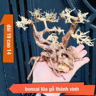 [Siêu Rẻ] Gỗ Lũa Bonsai Thuỷ sinh D19xC14 dành cho trang trí bể cá [shoptailinh]