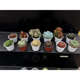 Sen đá size 10 cm - chưa chậu - size trung - cây văn phòng