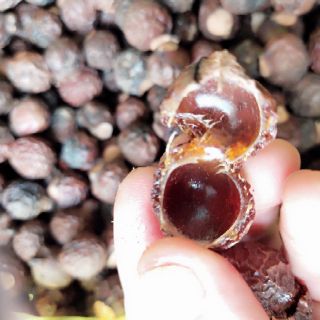 Quả bồ hòn (1kg) đã tách hạt