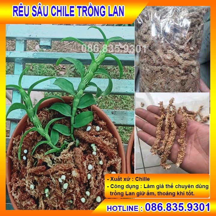 100G RÊU SÂU CHILE, CHUYÊN DÙNG ĐỂ TRỒNG LAN, GIỮ ẨM VÀ THOÁNG KHÍ TỐT