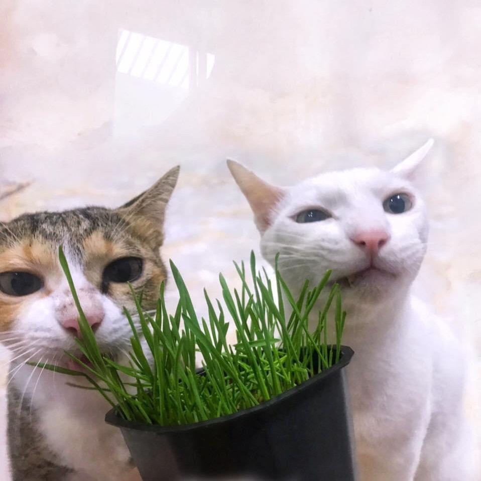 BOORIN's Bossy Cats Tân Phú