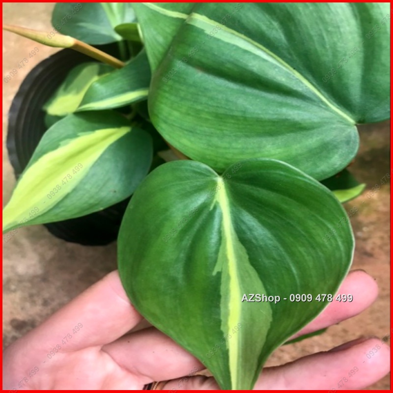 Chậu Trầu Bà Sọc Vàng Brazil - Philodenron Brazil