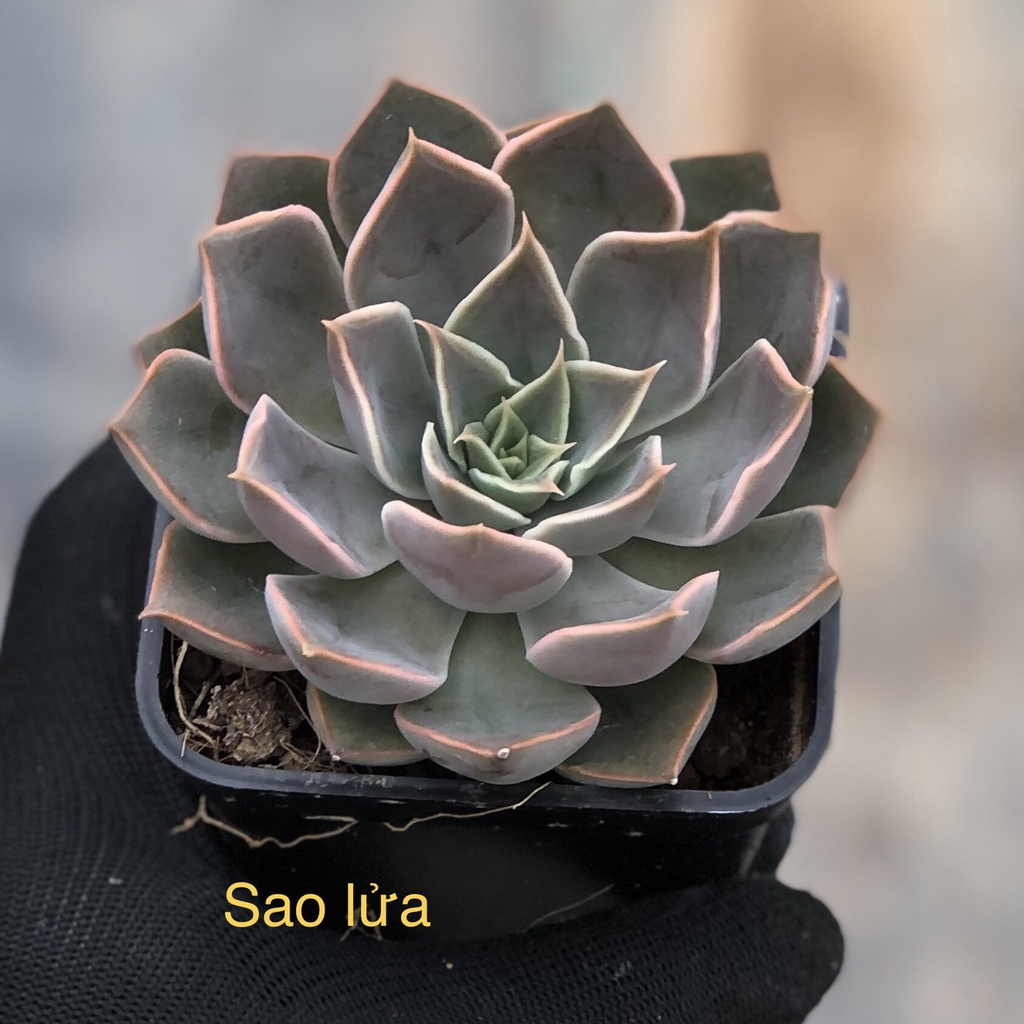 Sen đá Sao Lửa - echeveria mensa