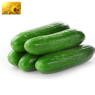 Hạt Giống Dưa Chuột Nếp Ta (30 Hạt)