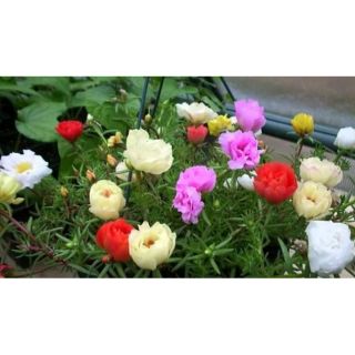 1 Chậu hoa mười giờ Mỹ Kép Ms3456y