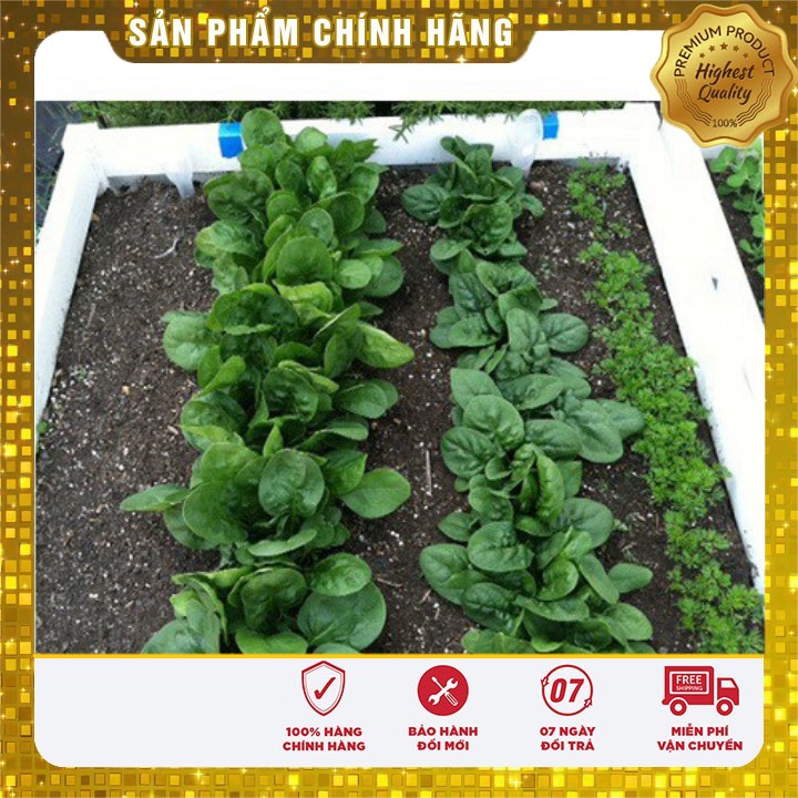 Hạt giống Rau Chân Vịt ( Cải Bó Xôi) 20 gram 3000-4000 hạt