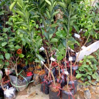 Cây giống cam cara