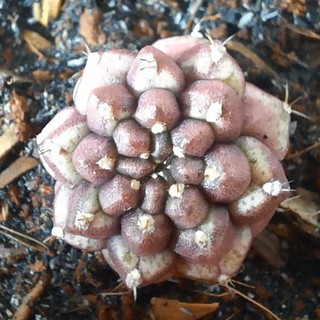 Xương rồng Gymno daydream  - Gymnocalycium mihanovichii cn: daydream ( 1.6cm - 2.0cm) ( Vườn Xương rồng EXOTICACTUS )