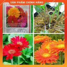 HẠT GIỐNG ĐỒNG TIỀN MIX F1 GÓI 10-15 HẠT