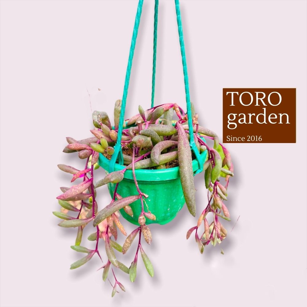 Sen đá ruby necklace trồng chậu treo Đà Lạt size 9cm cây cảnh trang trí nhà cửa Toro garden