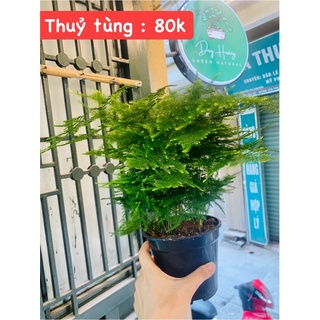 Cây Thuỷ Tùng