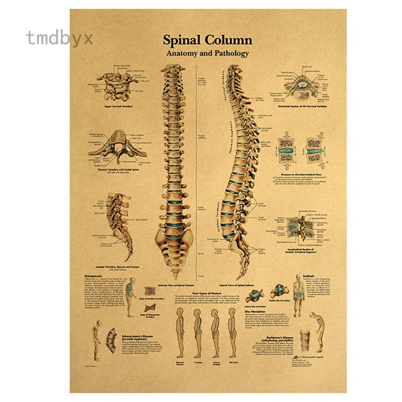 Tmdbyx Tấm Áp Phích Vải Canvas Treo Tường In Hình Giải Phẫu Học Cơ Thể Người