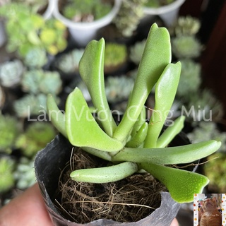 Sen Đá Gạc Nai 🦌🦌🦌 - Size Bầu